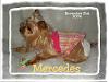 1st Pictures of Mercedes (solid colored Yorkie) in a LONG time-m1.jpg