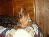 1st Pictures of Mercedes (solid colored Yorkie) in a LONG time-m112106-3.jpg