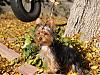 Playin in the leaves on Thanksgiving...-pb231174.jpg