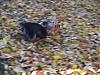 Playin in the leaves on Thanksgiving...-pb231189.jpg