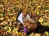 Playin in the leaves on Thanksgiving...-pb231198.jpg