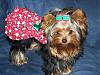 MADDIE's READY FOR CHRISTMAS!-christmasyt6.jpg