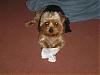 Shiny Doggie...:p-tucker-002.jpg