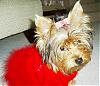 Gracie is ready for winter!-ready-meet-santa-1.jpg