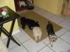 Oreo, Ginger & Cloey's Tiny Adventure-dsc01998.jpg