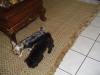 Oreo, Ginger & Cloey's Tiny Adventure-dsc02000.jpg