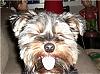 Let's see your tongue pictures!-tilly-sami41606-0tounge.jpg