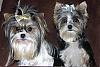 Introducing halo and mojo-6-halo-mojo-yorkietalk.jpg