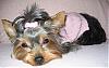 What to do with a COLD yorkie??-fen-pink-sweater-9mos.jpg