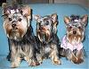 What to do with a COLD yorkie??-alternate-group-shot-9mos.jpg