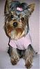 What to do with a COLD yorkie??-fenley-9-mos.jpg