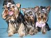 What to do with a COLD yorkie??-outtake-group-9mos.jpg