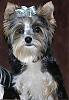 my yorkies are rare-mojo-front-yorkie-talk.jpg