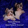 my yorkies are rare-beautyand-ramseyofevieland-1-.jpg