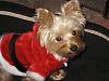 Chewy is gonna be Santa's helper!-chewy-santa.jpg