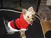 Chewy is gonna be Santa's helper!-full-santa-chewy.jpg