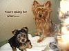 Does a mother dog look forward to an "Empty Nest"?....view picture to find out!-ediewhen-600-x-450-.jpg