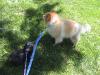 Puppy walking Dog-myawalking-comic.jpg