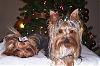 My Christmas Models-christmas06bd1.jpg