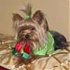 My Furbabies Picture-2006_scruffy_holiday.jpg