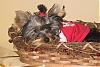 My Furbabies Picture-2006_kylee_holiday.jpg