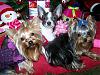 princesses are all ready for the holidays!-dolly-mod19.jpg