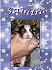 Samira 3 weeks old (Biewer)-samira1-451-x-600-.jpg