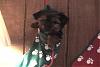 Pics. Of All My Furbabies-christmas-pups-017.jpg