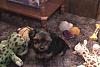 Pics. Of All My Furbabies-christmas-pups-006.jpg