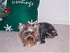 Well we were groomed for Christmas-dec-05-grooming-small-.jpg