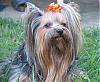 I wanna see your Pups vs Dogs pics!!-oct2006-3.jpg