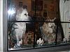 How much are those doggies in the window RUff ruff !!-cimg3999.jpg