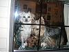 How much are those doggies in the window RUff ruff !!-cimg3998.jpg