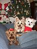 Merry christmas From Brownie Kayko & Austin !!!-cimg4008.jpg