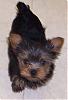 Meet Yorkie Divas Secret Hope, Sasha-sasha-9-weeks-2-days.jpg