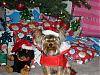 Santa Rocky-pc100074.jpg