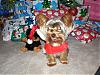 Santa Rocky-pc100108.jpg