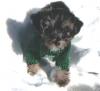 Pix of my little Turbo!-bo-forum-snow.jpg
