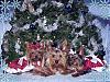 CHRISTMAS PICTURES of Our LIL YORKIE GANG!!!-3-treeec.jpg