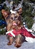 CHRISTMAS PICTURES of Our LIL YORKIE GANG!!!-babylickec.jpg