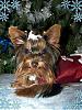 CHRISTMAS PICTURES of Our LIL YORKIE GANG!!!-babycmasfaceec.jpg
