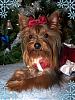 CHRISTMAS PICTURES of Our LIL YORKIE GANG!!!-peachescmasfaceec.jpg