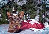 CHRISTMAS PICTURES of Our LIL YORKIE GANG!!!-princessbabyec.jpg