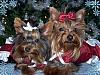 CHRISTMAS PICTURES of Our LIL YORKIE GANG!!!-princessec.jpg