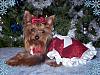 CHRISTMAS PICTURES of Our LIL YORKIE GANG!!!-princesspeachesec.jpg