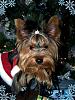 CHRISTMAS PICTURES of Our LIL YORKIE GANG!!!-rascalcmasfaceec.jpg