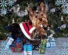 CHRISTMAS PICTURES of Our LIL YORKIE GANG!!!-rascalinsleighec.jpg