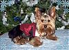 CHRISTMAS PICTURES of Our LIL YORKIE GANG!!!-rascalintuxedoec.jpg