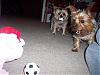 Simon vs. The Evil Christmas Piggy-100_4568.jpg