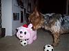 Simon vs. The Evil Christmas Piggy-100_4564.jpg